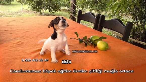 cek jack russell, mask, maske, cek rasıl, jack russell terrier, maylo, jack rusel puppy,