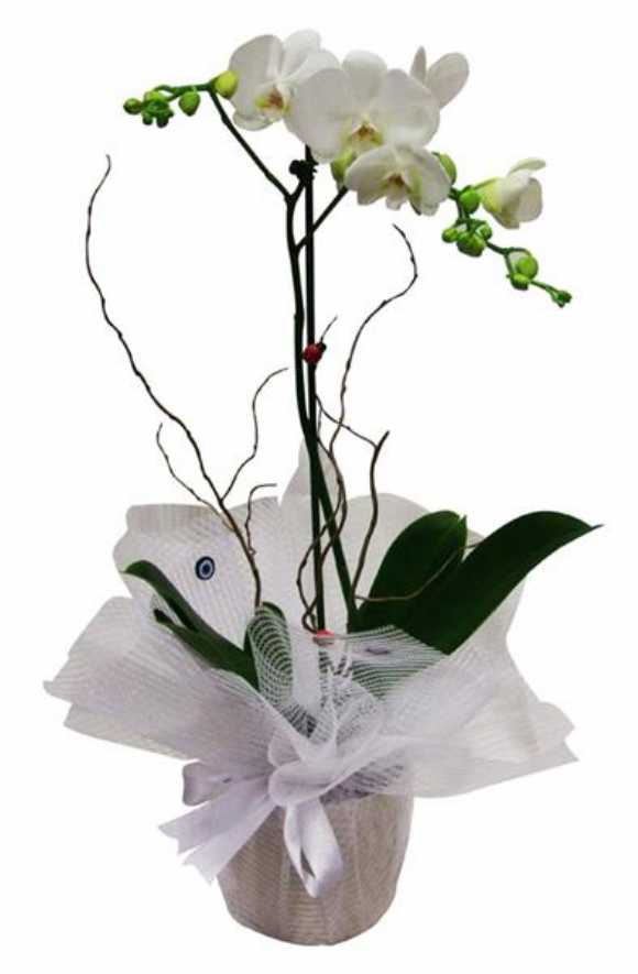 çiçekçi postane çiçek siparişi 0216 384 70 38 star uluslararası çiçekçilik çiçek siparişi çiçek fiyatları 0216 384 70 38 postane